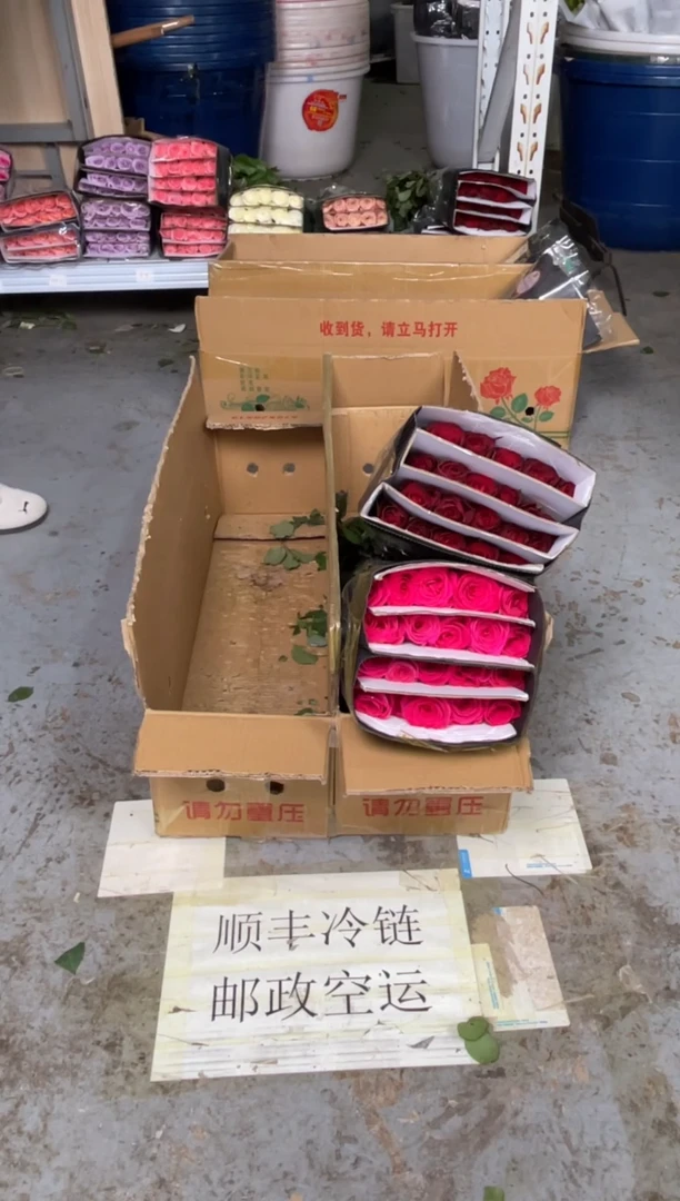 佛洛依德20枝+高原红20枝