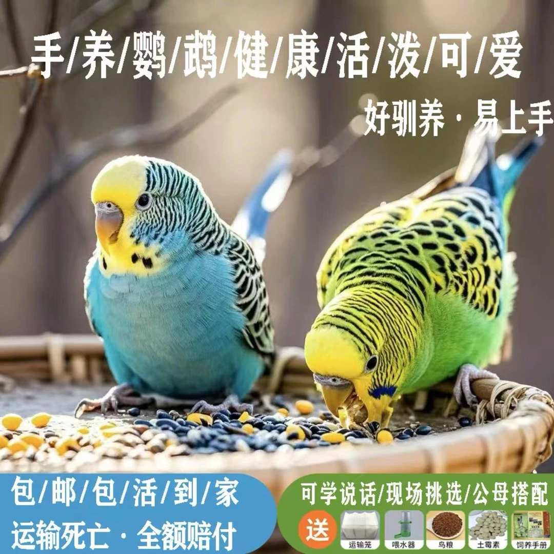 特色手养虎皮鹦鹉会说话可上手亲人宠物鸟