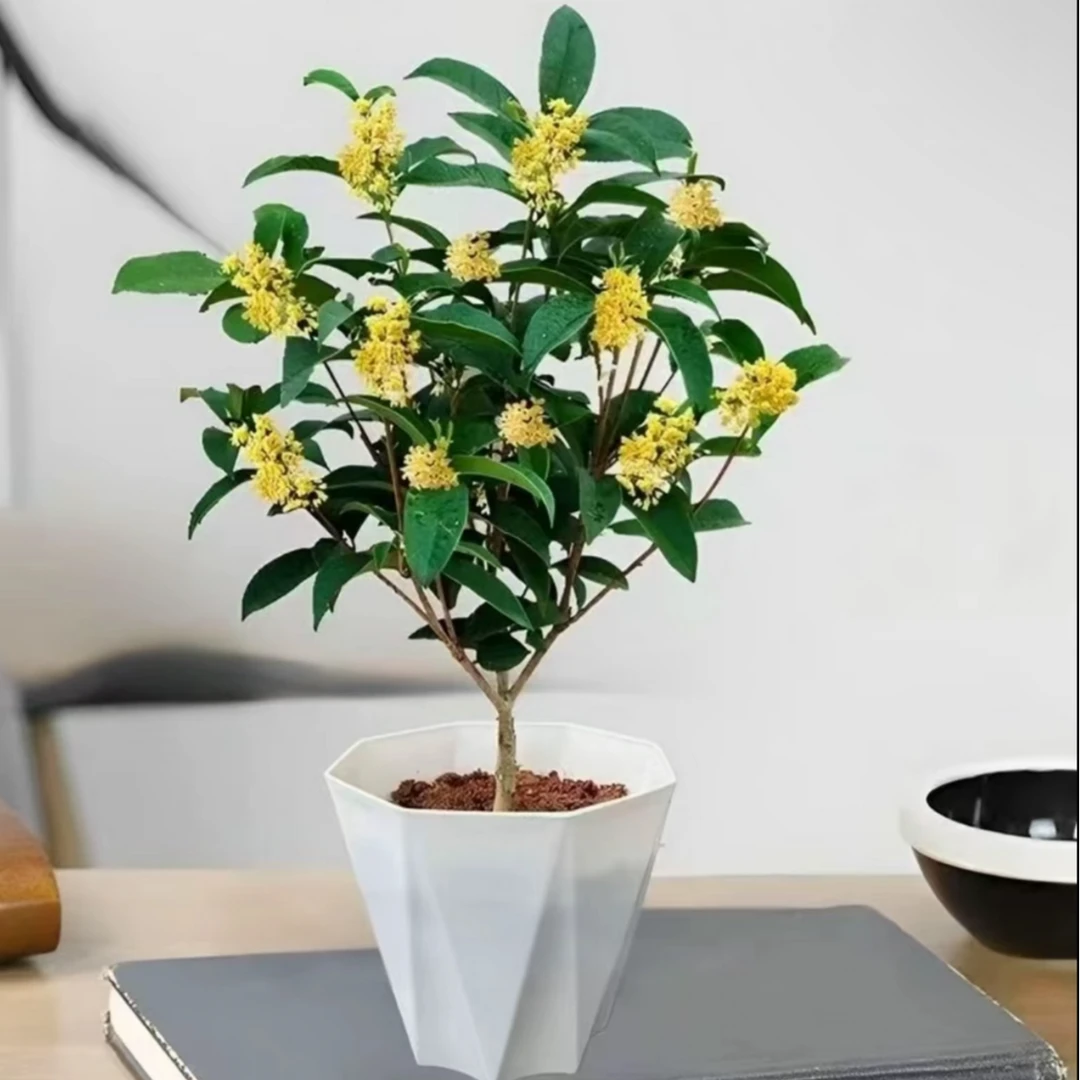 【带花苞】四季桂花树盆栽带香味花期长室内外庭院好养花卉绿植桔
