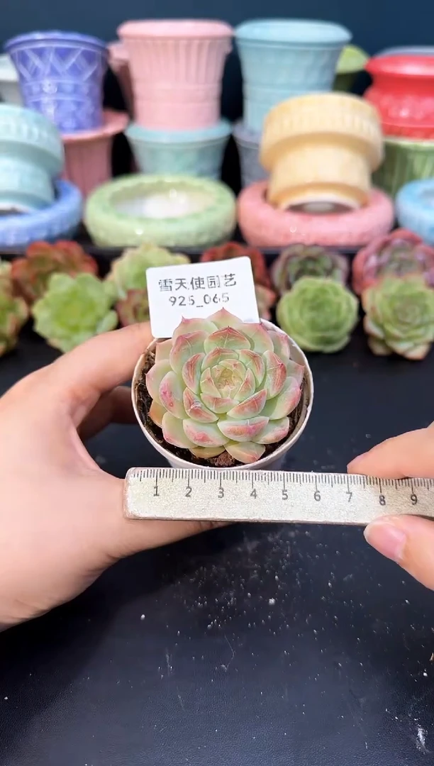 925-065青山（冠幅5cm）