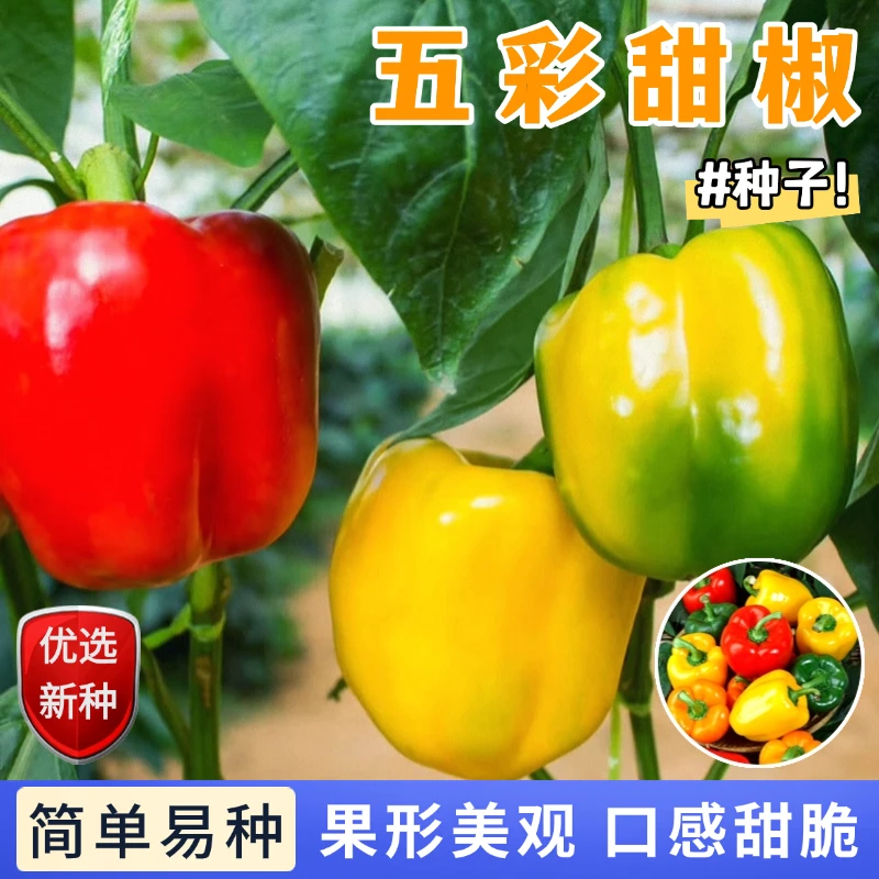 【全店满5包包邮】五彩甜椒种子灯笼椒盆栽小院种菜四季蔬菜籽