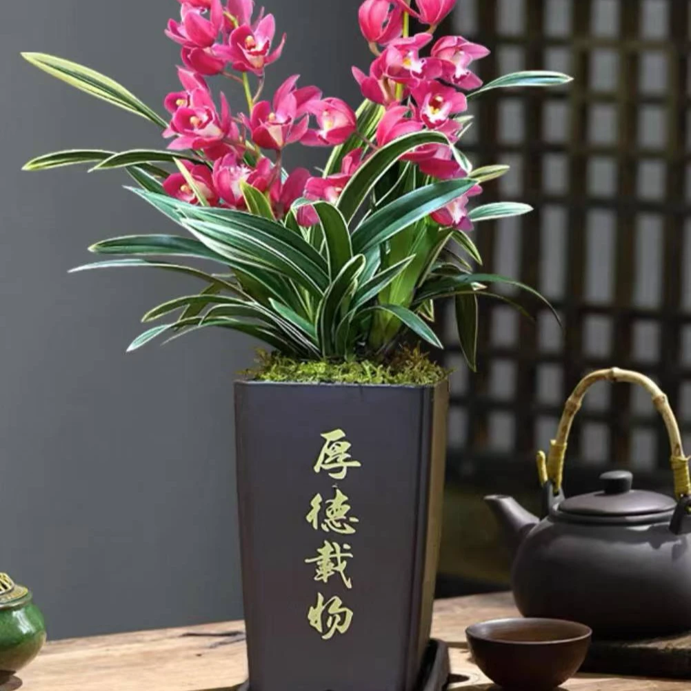 稀有品种矮化款金边中国龙开红色年宵花卉好养盆景