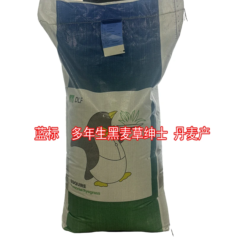 百萌 丹麦蓝标绅士多年生黑麦草草坪种子耐寒庭院绿化草籽
