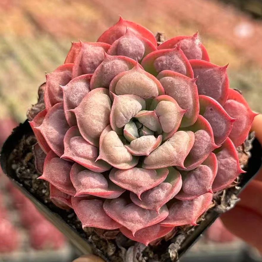5#草莓甜心多肉植物 前男友精品多肉smL4