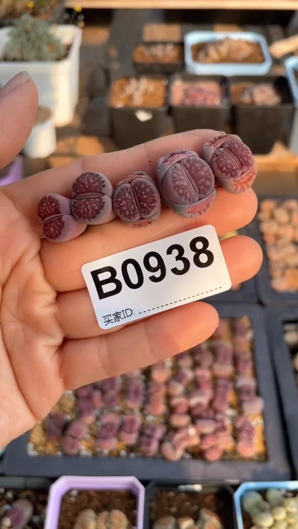 【闪购商品】 0938直播一物一拍