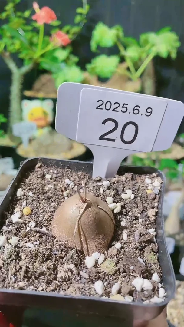 20号609半球龟甲龙宝宝带盆