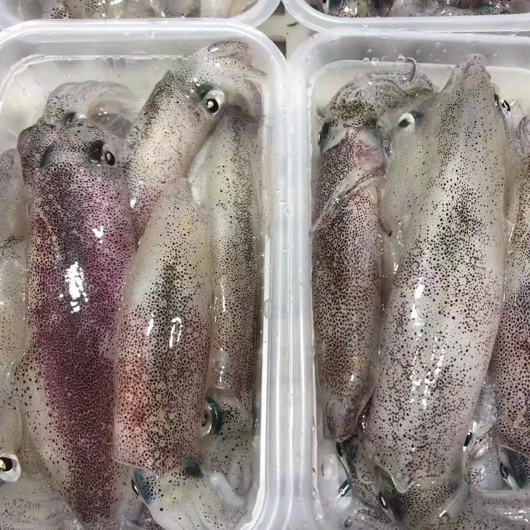 新鲜鱿鱼2500g/份