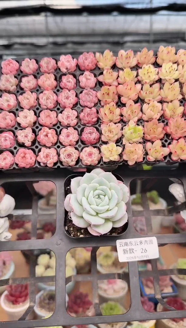 东云多肉园新款-26