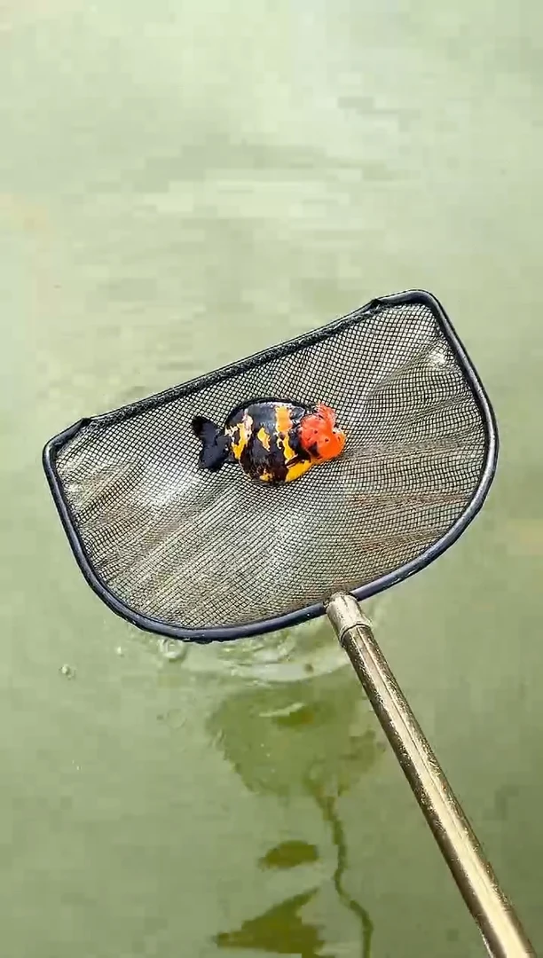 金鱼Y***g水娃娃渔场兰寿观赏鱼 不包邮