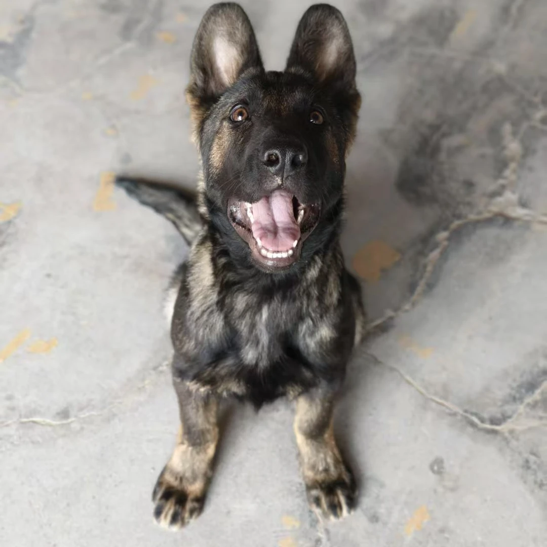 【小胖爱养狗】东德（一物一拍）家庭宠物狗狗幼犬