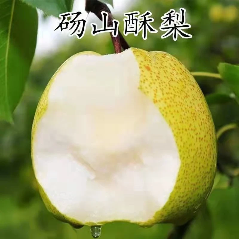 砀山酥梨树苗脆甜梨子树苗嫁接梨树苗南方北方种植当年结果树苗