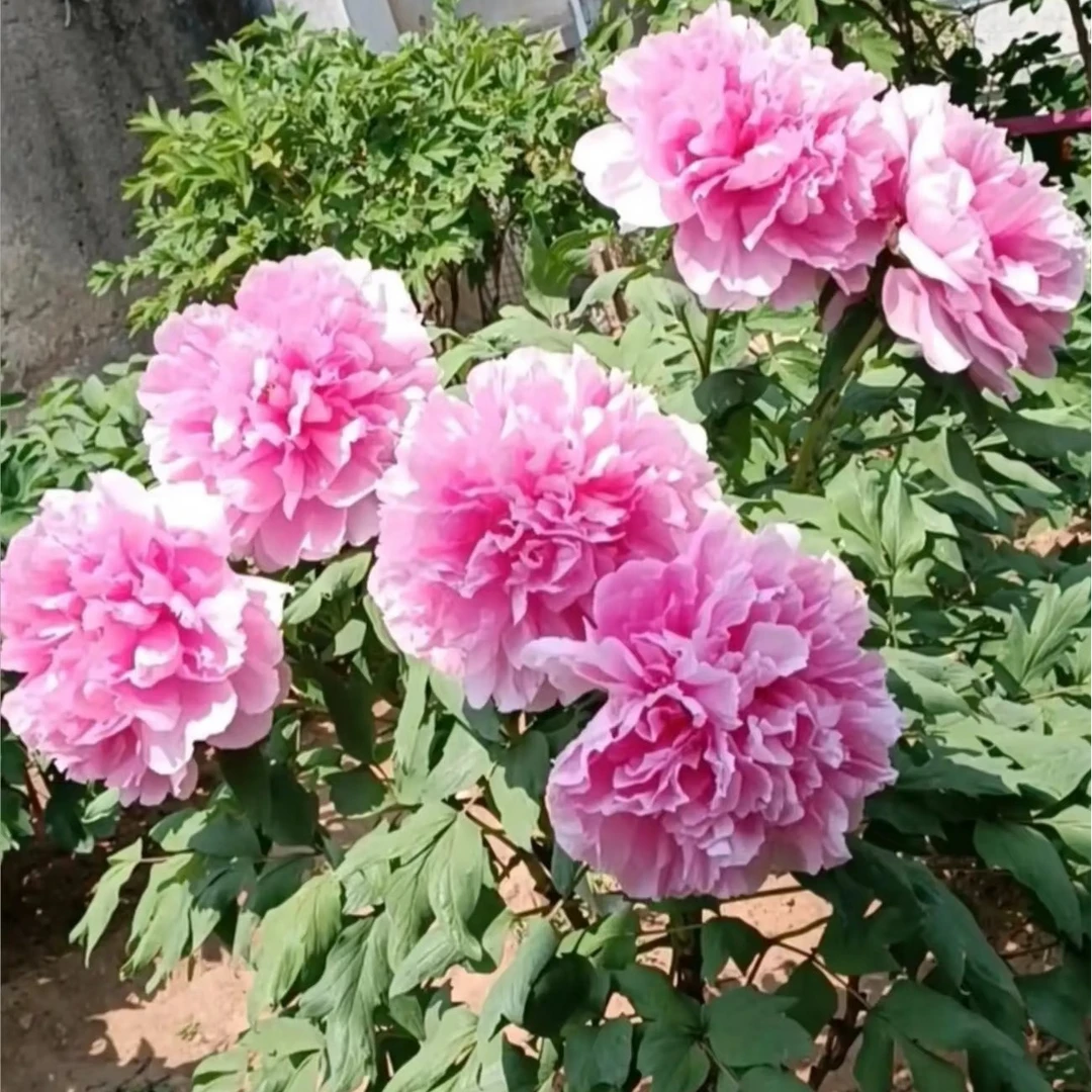 牡丹【圣代】精品牡丹苗 粉色系牡丹   先发肥料   秋季发苗