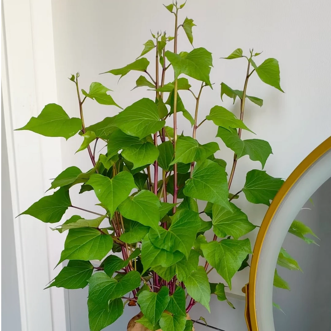 刚发芽红薯绿植红薯（不带瓶子）已经发芽水培多色植物鱼缸净水育苗