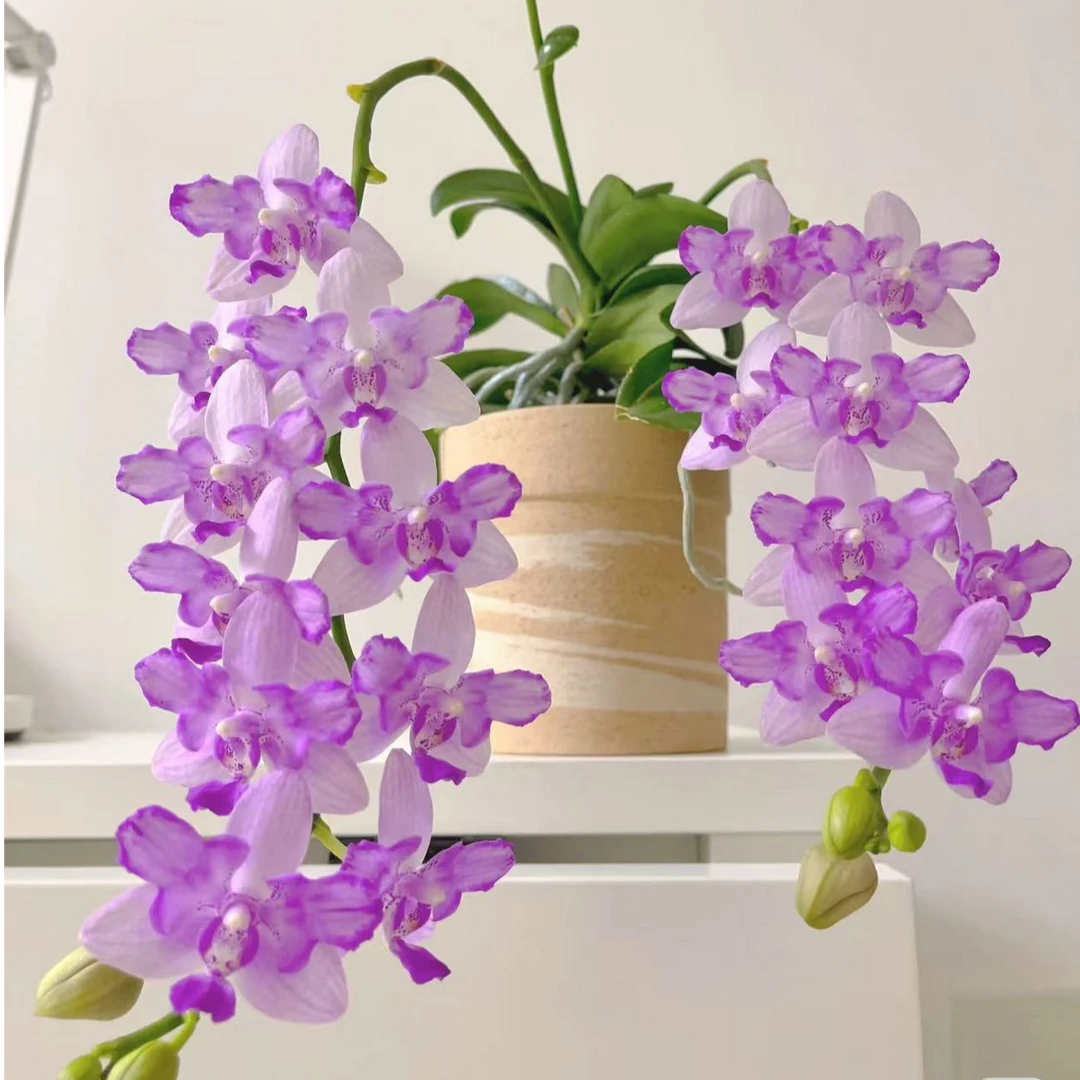 【紫水晶带香味爆花品种紫水晶蝴蝶兰1.7寸杯小苗不带花剑介意慎拍