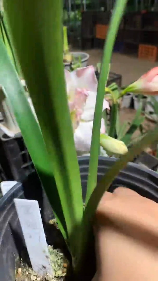 当前无花栽培后可以开花黑妞2-3cm原土原盆