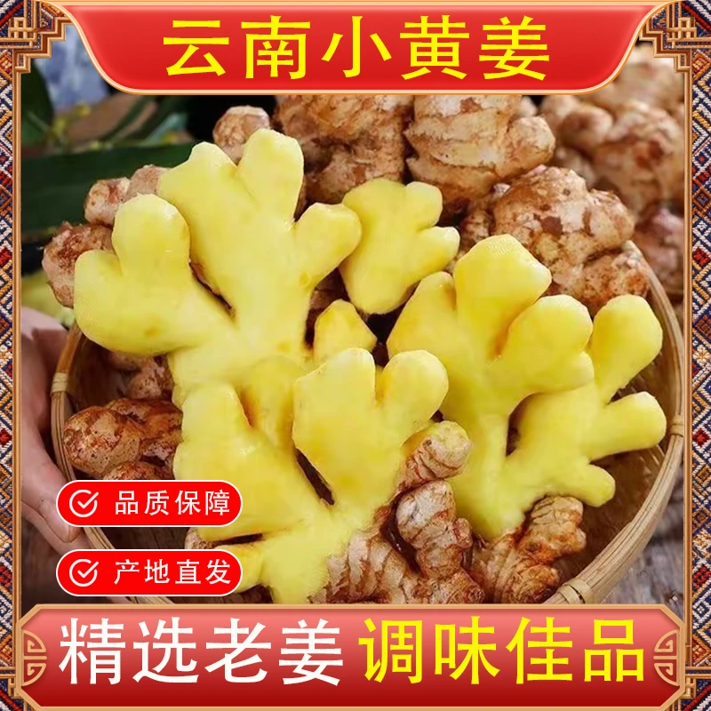 正宗云南高山小黄姜新鲜现挖姜味浓郁做月子老姜