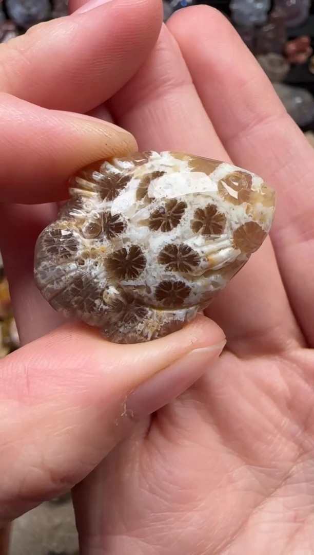 颈饰未镶嵌硅化珊瑚（珊瑚玉）364