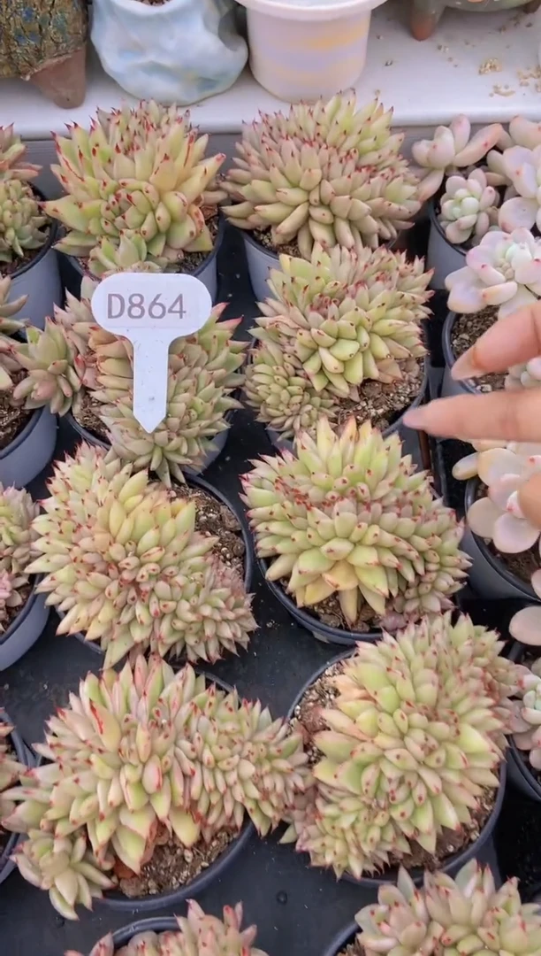 【闪购商品】D864-艾克魂锦缀化（量拍）