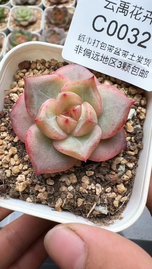 032C云禹多肉植物 带盆土纸巾打包 3颗包邮