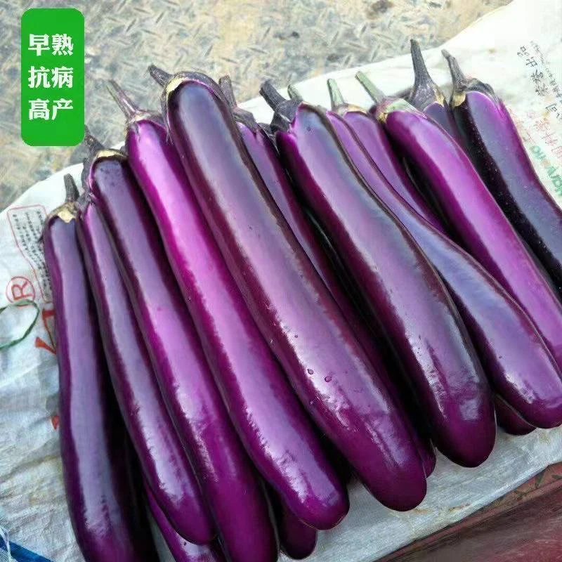 【全店满8包包邮】紫红长茄种子