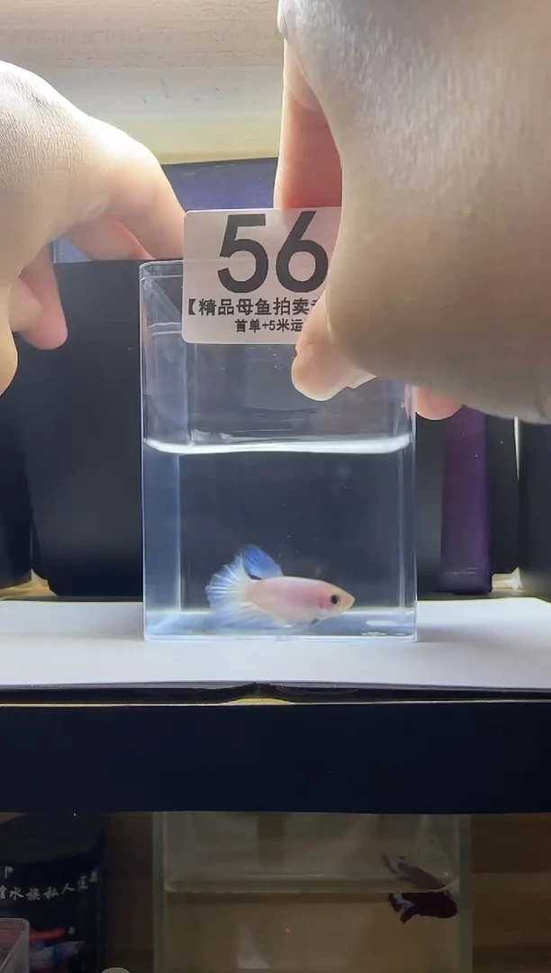 斗鱼精品母鱼编号56