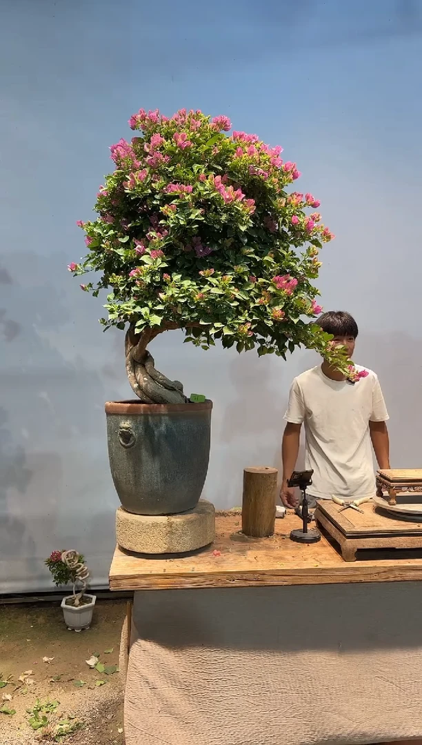 全部花朵远*客三角梅21