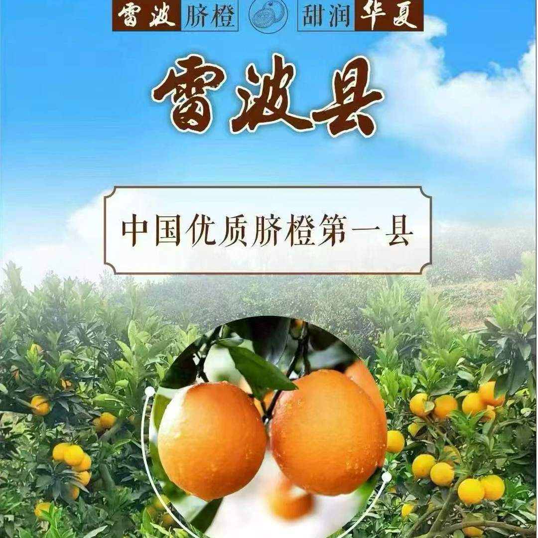 雷波县正宗脐橙大凉山原产甜润多汁爽口新鲜现摘果园直发