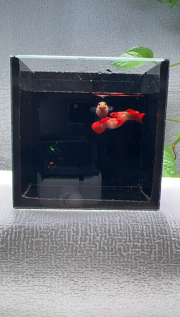 孔雀鱼阿浩孔雀鱼