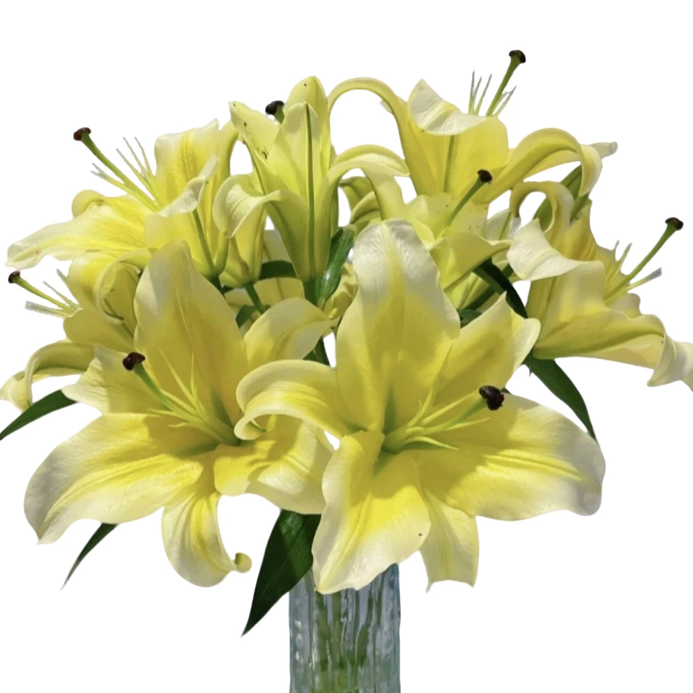 黄天霸鲜切花黄天霸香水鲜花百合花云南昆明基地云南昆明鲜花直发
