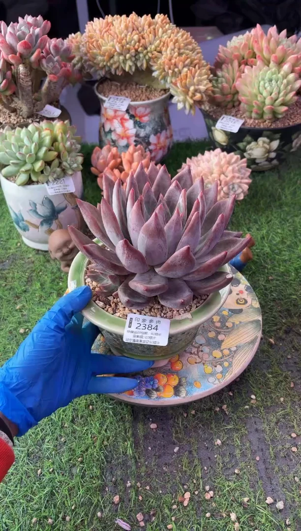 昆明印象多肉2384