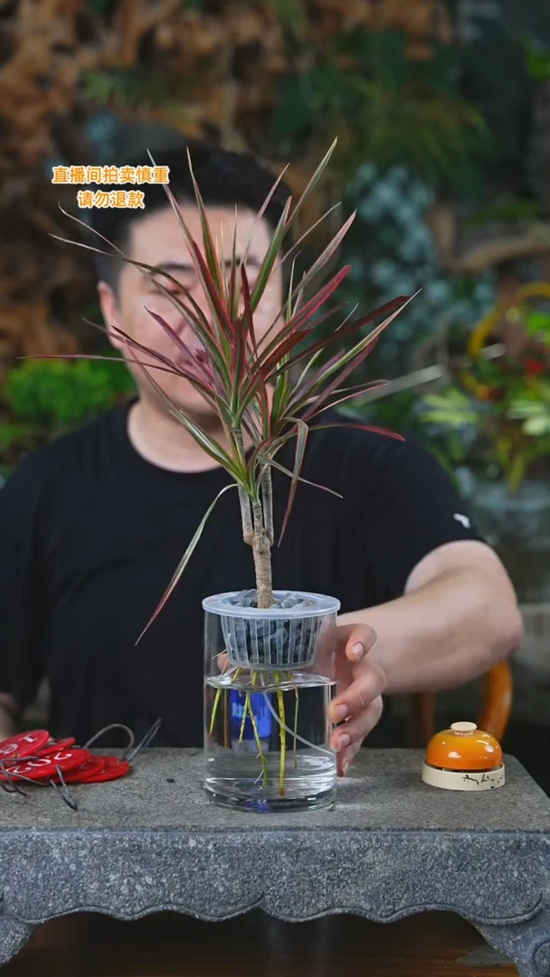 当前无花栽培后可以开花162千年木玻璃瓶