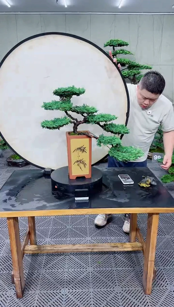 无花朵珍珠柏...