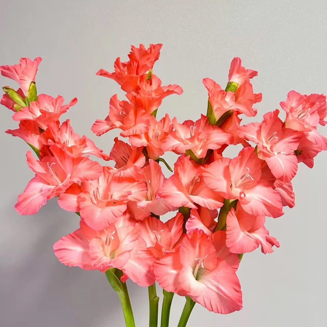 （嫦娥粉）剑兰节节高东北发货包邮居家优选鲜花漂亮水生鲜花养护好