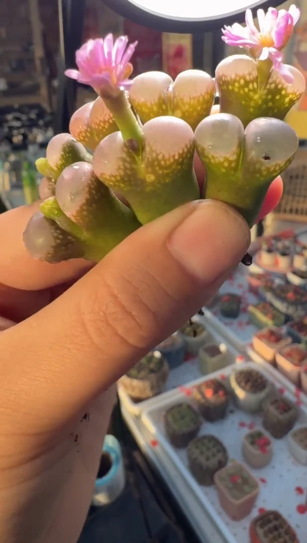 272多肉植物肉锥一颗