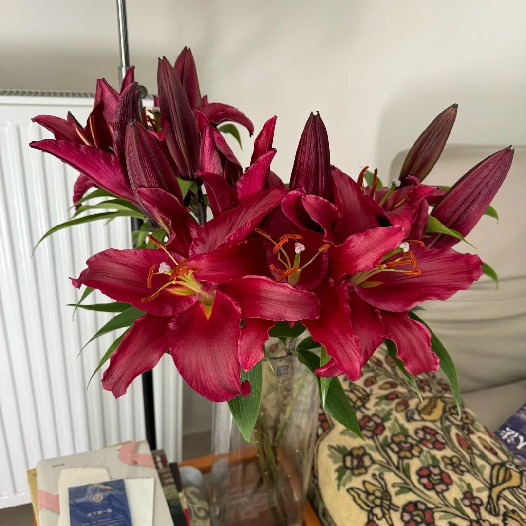 【黑凤梨】云南鲜花基地直发香味浓郁香水百合水养鲜花用于家庭插花