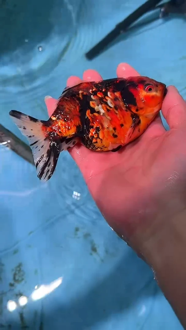 金鱼2单包邮  售后开箱视频