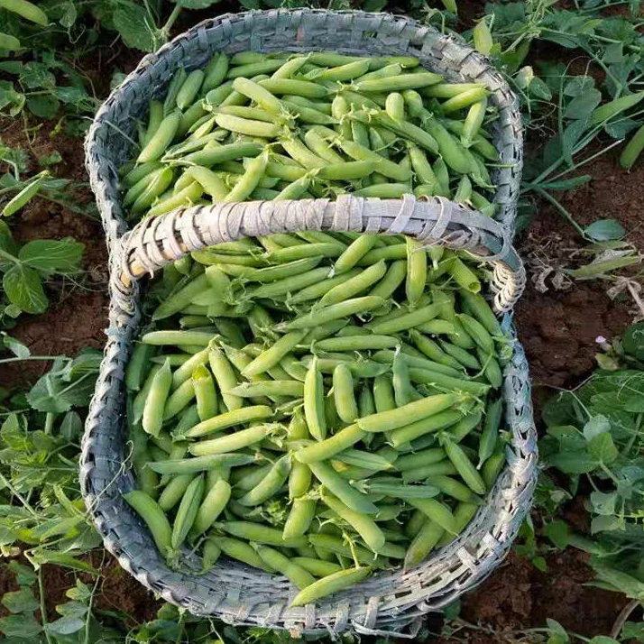 云南水果青豌豆颗粒饱满鲜甜高山种植现摘现发包邮蔬菜带壳1-9斤