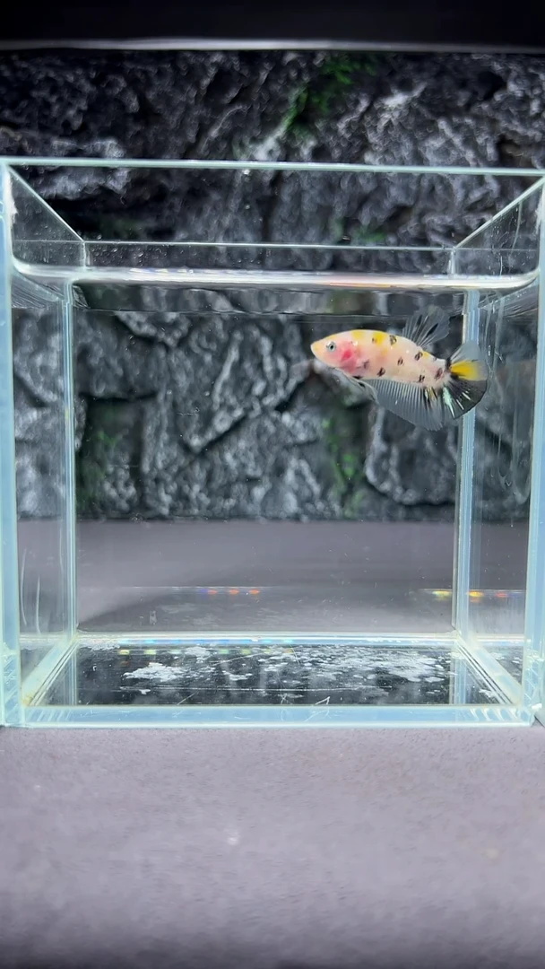 斗鱼竞拍链接A005