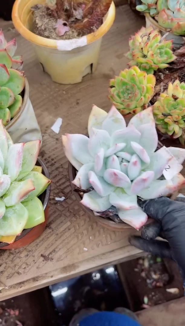 一**求17062多肉植物一物一拍