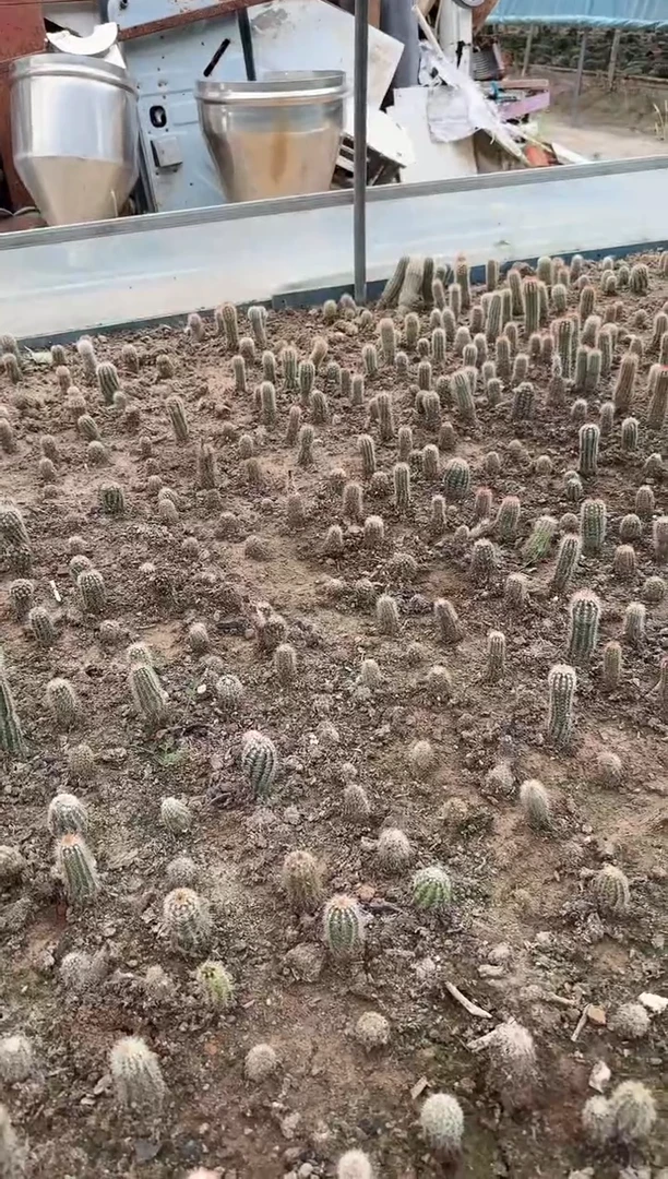徐州仙人球两颗虾