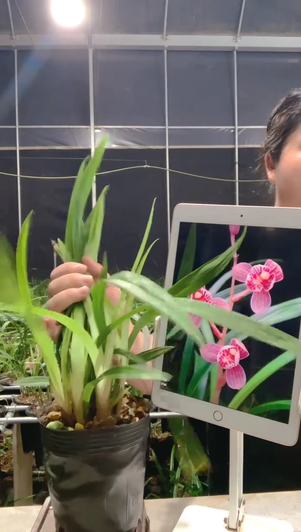 当前无花朵，栽培后可花朵东方红荷