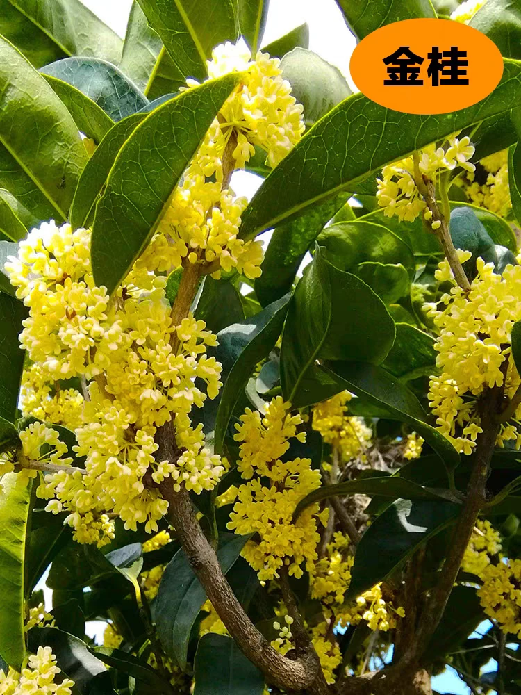 盆栽四季桂花树月月桂开花带香味阳台室内外好养易活庭院花卉绿植