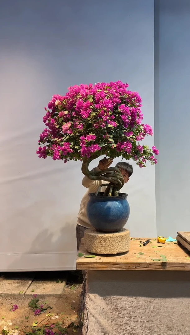 以实际为准峻*〃三角梅92