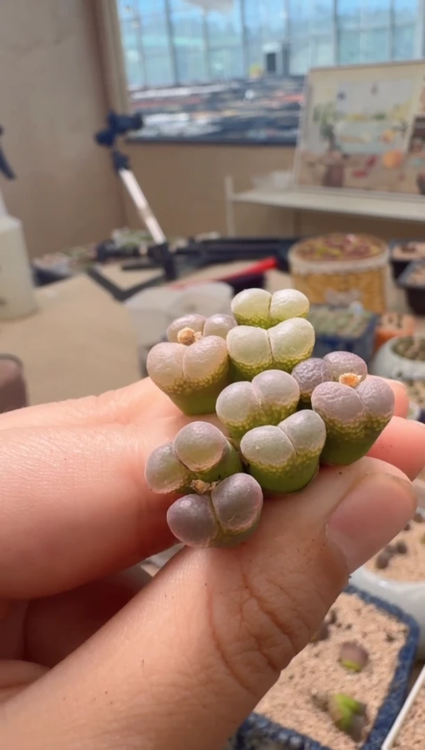 4-27美丽的多肉植物紫嫣一颗