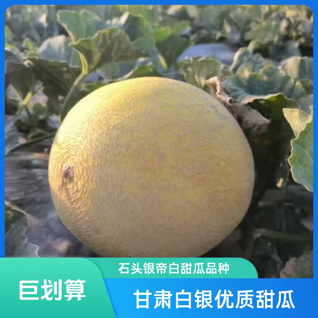甘肃旱沙地石头银帝甜瓜产地水果直发《精品》