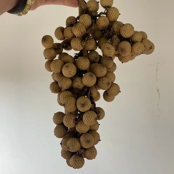 3海南原生态星月菩提改价链接