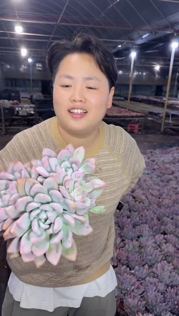 3头起奥普18CM 5.88