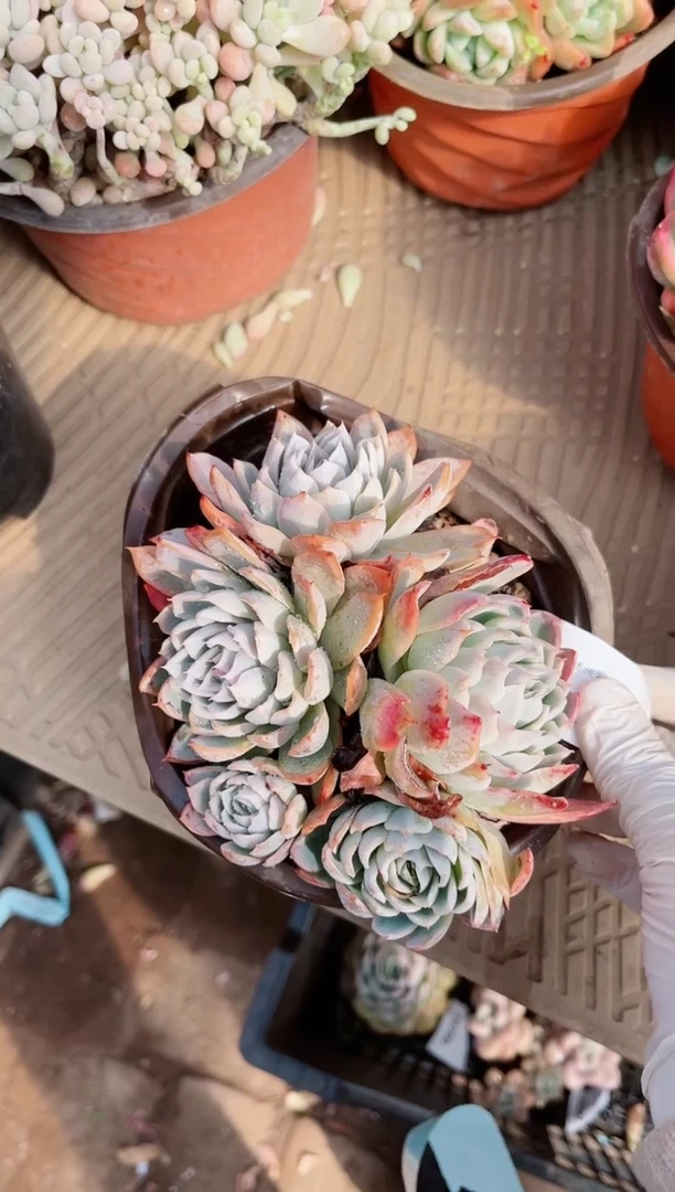 【闪购商品】19294多肉