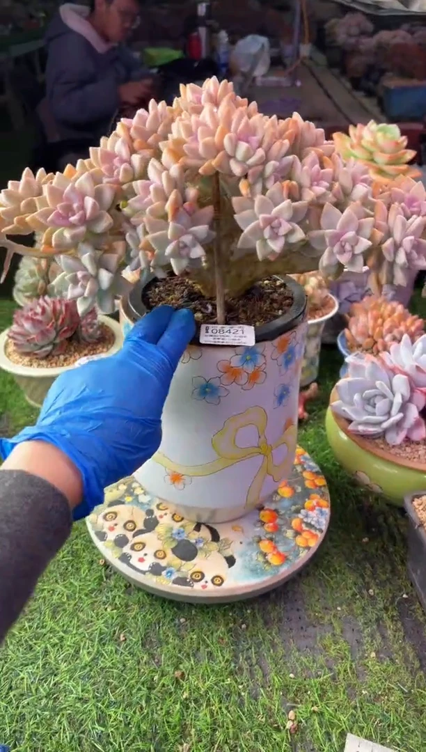 昆明印象多肉08421