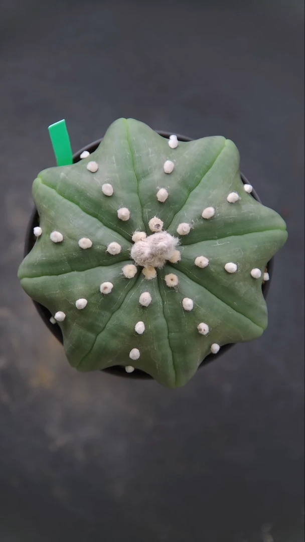 无花朵吉*10+琉璃海星